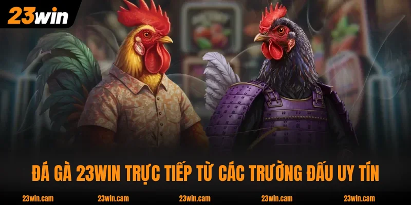 Đá Gà 23WIN trực tiếp từ các trường đấu uy tín Philippines