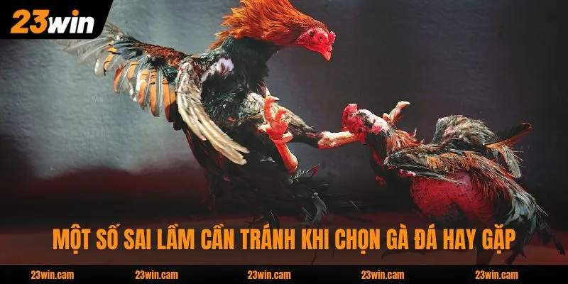 Một số sai lầm cần tránh khi chọn gà đá hay gặp